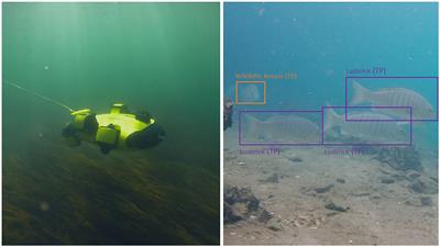 Fish surveys on the move: Adapting automated fish detection and classification frameworks for videos on a remotely operated vehicle in shallow marine waters